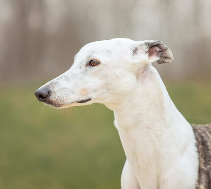 Quanto mais claro o pelo, maior o risco. Como reconhecer e prevenir o cancro de pele em cães e gatos?