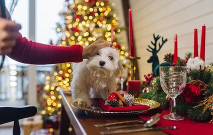 Do chocolate ao bacalhau. Conheça 3 perigos de Natal para cães e gatos e 3 mimos seguros
