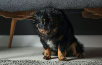 Tenha uma passagem de ano sem traumas. Prepare o seu animal para os fogos de artifício