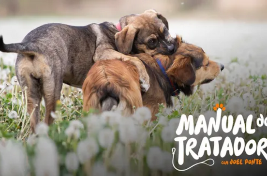 'Manual do Tratador' com Joel Ponte aborda desafios na reeducação de cães na adolescência