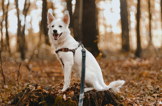Trilhos, trelas e muitas patas. A cão-minhada está de volta a Oeiras! 