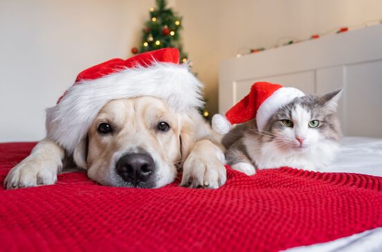 Um animal não é um presente de Natal. Porque deve evitar adoções por impulso durante esta época