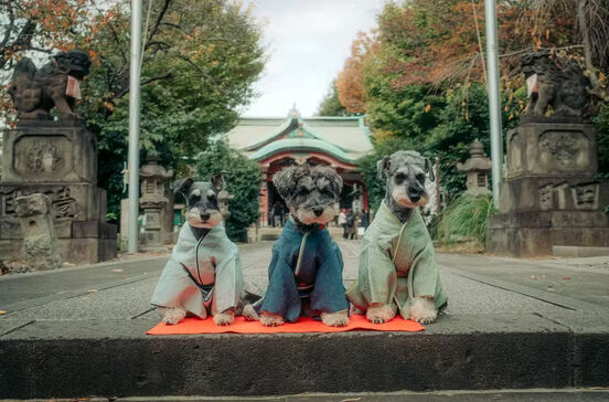 Celebração de quatro patas! Festival tradicional japonês é reinventado para cães em quimono