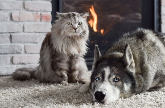Pele seca, comichão e pelo baço. Como é que o inverno afeta os nossos cães e gatos