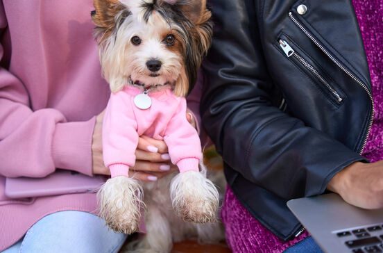 Louis Vuitton, DOGUE e Adidas: 2025 foi o ano em que as marcas se renderam aos patudos