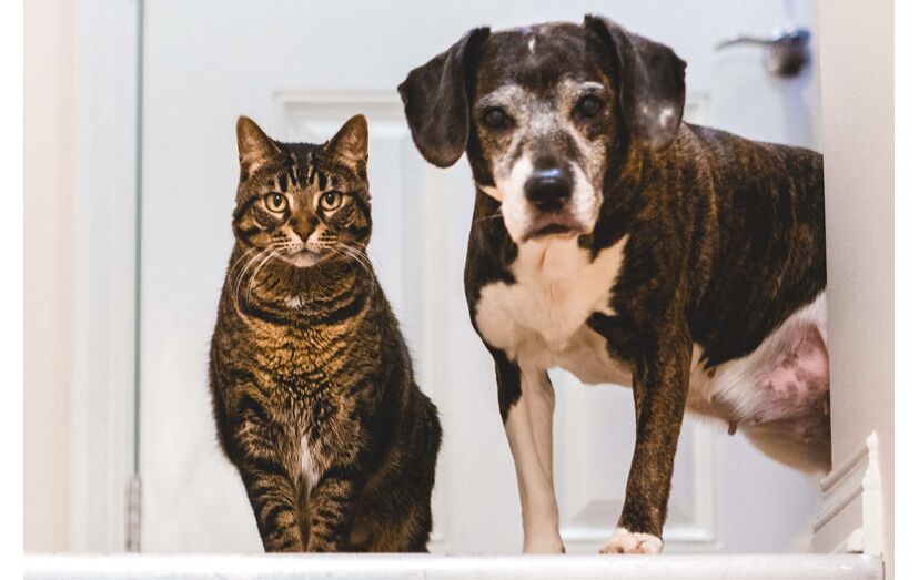 O seu cão ou gato foi esterilizado? Estes são os cuidados que deve ter em conta