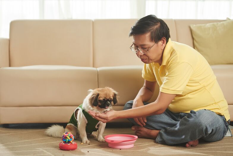 Herói de quatro patas! Cão evita que dono morra em incêndio em Hong Kong