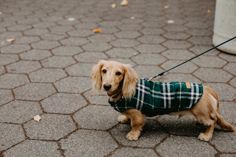 Moda ou proteção? Tudo sobre a roupa para cães e gatos no inverno
