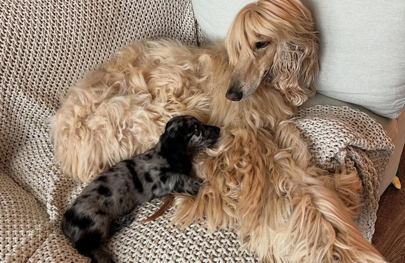 Galgo afegão foge de Dachshund e vídeo viraliza entre internautas