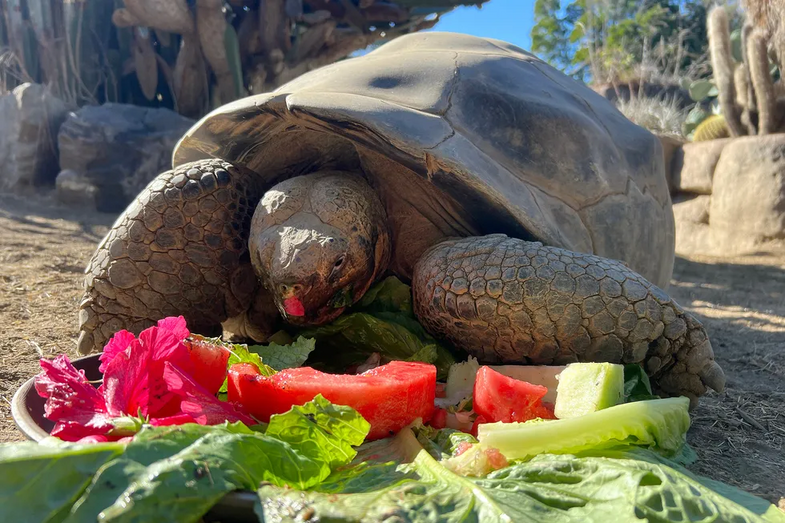 Adeus a Gramma, a tartaruga centenária que fez história no zoo de San Diego