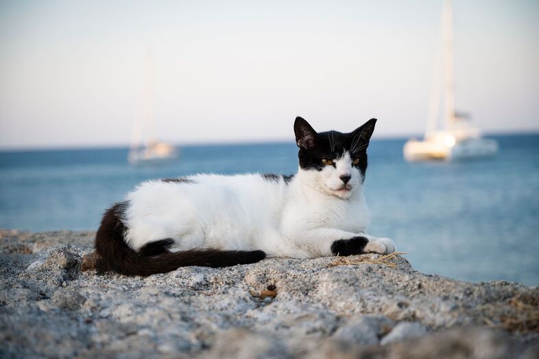 Quer mudar de vida? Um santuário na Grécia procura um cuidador para 55 gatos com alojamento incluído