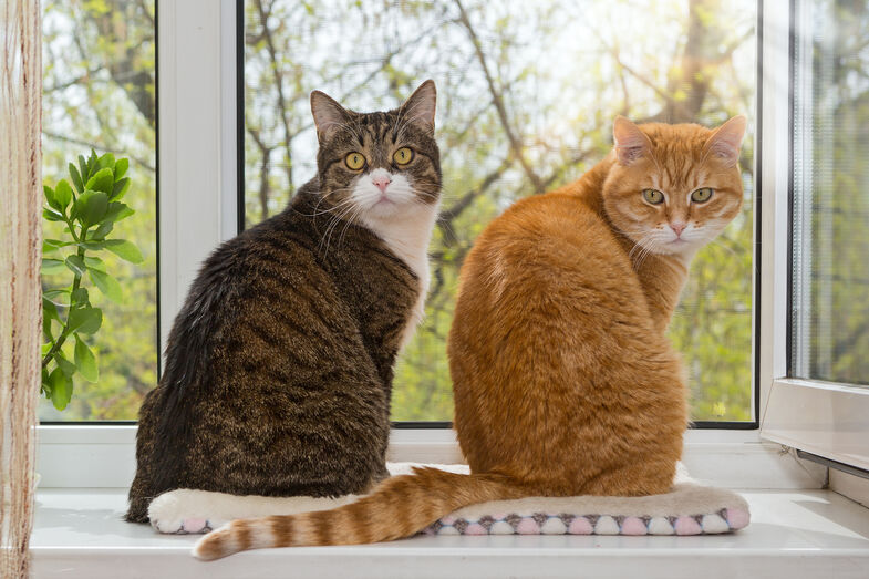 Os gatos são mais faladores com homens? Um novo estudo sugere que sim