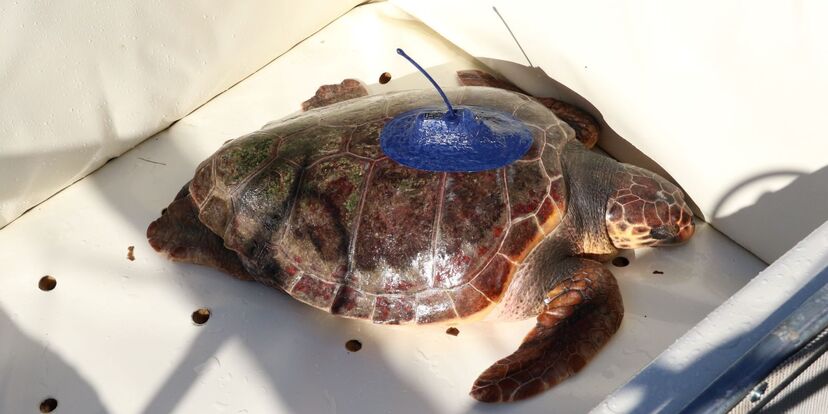 Tartaruga Salina reabilitada no Zoomarine percorre 9 mil km do Guadiana ao Mediterrâneo