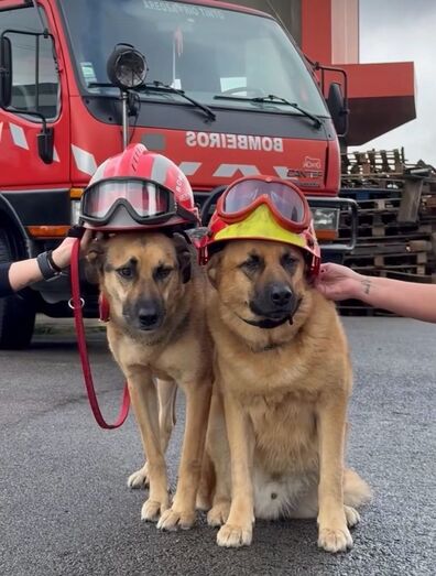 O calendário mais fofo do país!  Charlie e Óscar, os patudos do quartel de Areosa, são as estrelas do calendário