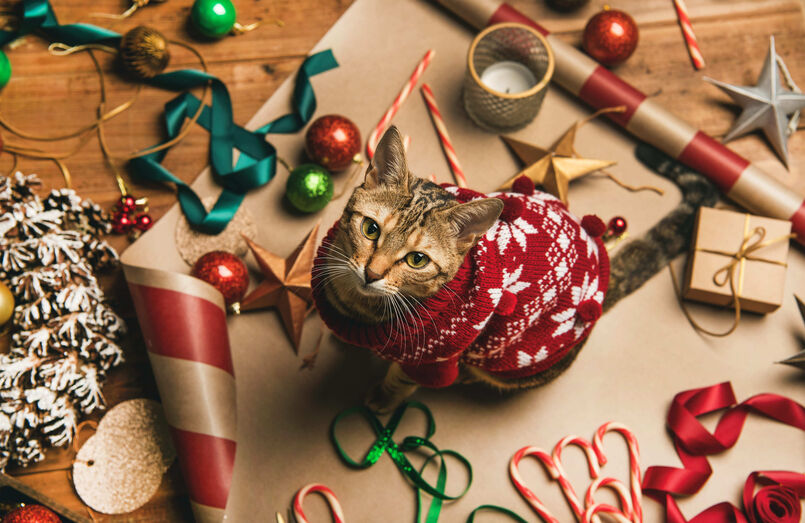 A rotina é o melhor presente. Saiba como ajudar cães e gatos a lidar com o caos das festas