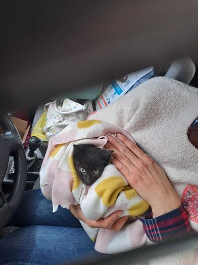 Um milagre de Natal! Gatinho bebé é resgatado de motor de carro em Braga