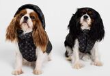Coleção Dog da Louis Vuitton reinventa moda canina com tradição e estilo