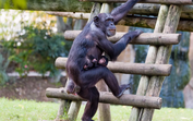 Jardim Zoológico de Lisboa dá as boas-vindas a um chimpanzé bebé