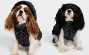 Coleção Dog da Louis Vuitton reinventa moda canina com tradição e estilo