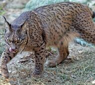 ICNF monitoriza 35 linces-ibéricos no Vale do Guadiana