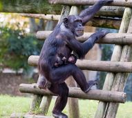 Jardim Zoológico de Lisboa dá as boas-vindas a um chimpanzé bebé