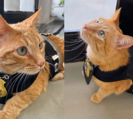 Certamente já ouviu falar de cães-polícia. E de gatos-polícia? Este é o "Delegato"