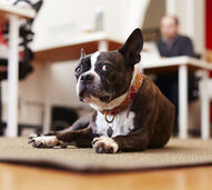 Não é imaginação sua! Os cães podem mesmo compreender as nossas conversas