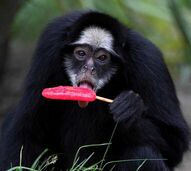 Animais do BioParque recebem gelados de carne e fruta, para aguentar onda de calor no Rio de Janeiro