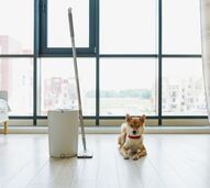 Quer manter a casa limpa e cheirosa, sem deixar o patudo doente? Este artigo é para si!