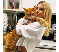 Quase do tamanho da dona! Gato gigante de Carolina Dieckmmann enlouquece os fãs