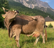 Um caso de estudo! Veronika pegou numa vassoura para se coçar e tornou-se um fenómeno científico