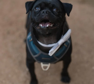  Mo Bamba, o primeiro mayor canino de Austin, Texas.