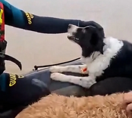 Cheias em Espanha! Guarda Civil resgata cães e gatos das cheias em Jerez de la Frontera