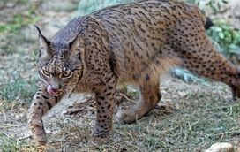 Património a proteger: ICNF bate recorde na monitorização do lince-ibérico no Vale do Guadiana