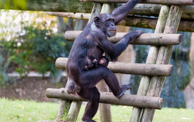 Com a família a crescer, Jardim Zoológico de Lisboa dá as boas-vindas a chimpanzé bebé