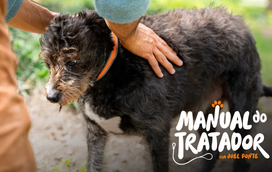 Tem um cão sénior? É importante saber adaptar os passeios e brincadeiras