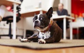 O fim dos 'Dog-Friendly'? O Reino Unido está em choque com o plano que quer expulsar os cães dos cafés