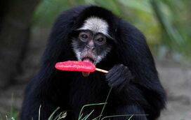 Gelados de carne e fruta são a salvação. BioParque implementa medidas para os animais aguentarem onda de calor no Rio de Janeiro