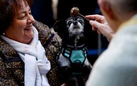 Igreja em Madrid volta a abrir portas para a bênção anual dos animais de estimação
