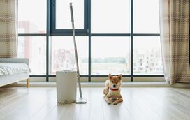 Os produtos de limpeza podem ser um perigo para o seu animal. Saiba como ter a casa cheirosa mas em segurança