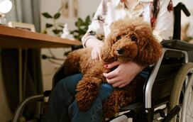 Um gesto simples que faz a diferença: cães ajudam na recuperação de doentes no Hospital de Cascais