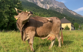 Um caso insólito que virou sério! Conheça a história de Veronika, a vaca que pegou numa vassoura para se coçar e está sob a mira dos cientistas