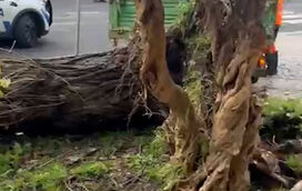 Tempestade Kristin causa caos: queda de árvore provoca estragos em Alvalade