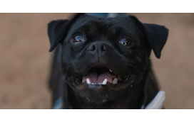 Sabe o que são 'cães-presidente'? Estão a fazer sucesso nos Estados Unidos! Conheça a história destes patudos