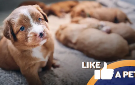 Prepare-se para suspiros e belas gargalhadas! Estes cachorrinhos são imparáveis... e irresistíveis