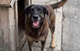Esta é a história do Orelha, o cão que comoveu o Brasil e levou o tema dos maus-tratos a animais ao Senado