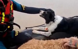 Animais sofrem com as cheias em Espanha. Guarda Civil resgata cães e gatos em Jerez de la Frontera