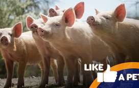 Gostava de ter um porco como animal de estimação? Então este "Like a Pet" é para si!