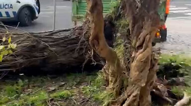 Temporal Kristin causa caos: queda de árvore provoca estragos em Alvalade