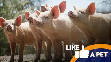 Porcos podem ser animais de estimação surpreendentes e talentosos